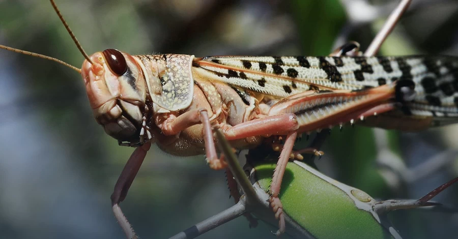 На юге Украины нашествие саранчи - больше всего страдают Херсонская и Запорожская области