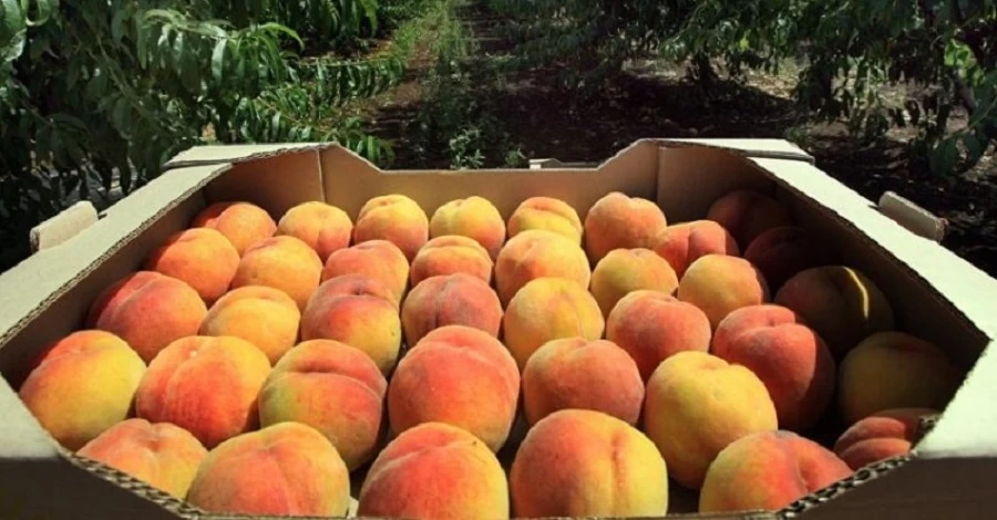 62 гривны за сочную мечту: в чем секрет персиков из бессарабского села Удобное