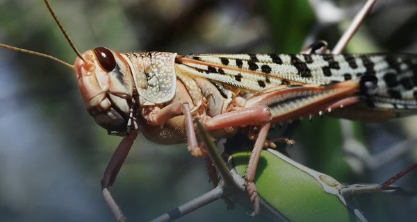 Нашествие саранчи добралось до побережья Черного моря в Одессе