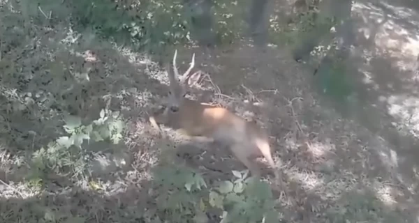 В Днепропетровской области патрульные спасли косулю, которую сбила машина