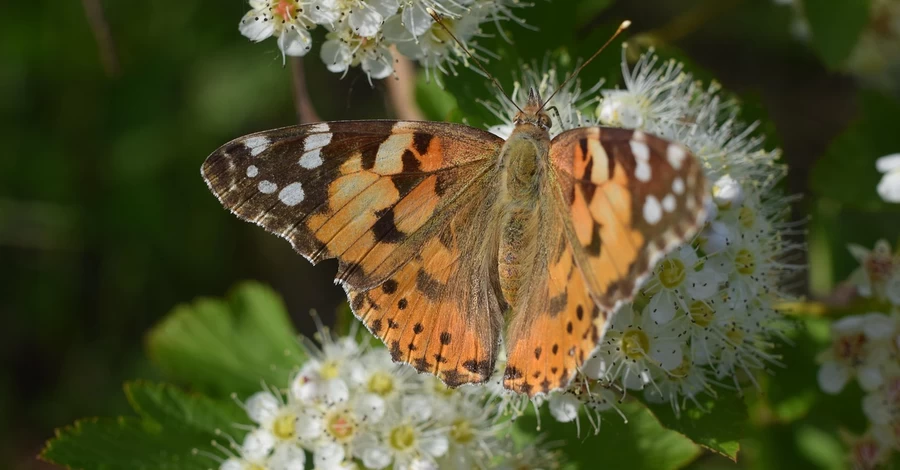 Погода в Украине 25 июля: на западе пройдут кратковременные дожди, жара будет держаться до +35