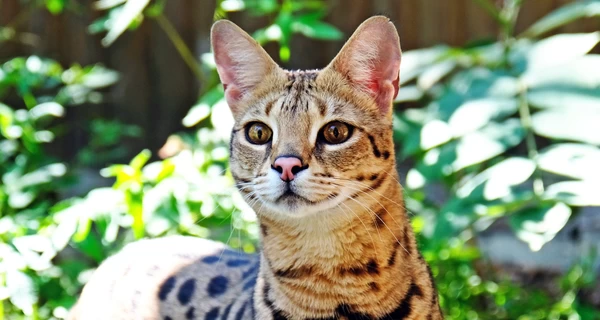 Киевский зоопарк показал новую обитательницу - кошку породы саванна, которую передали волонтеры