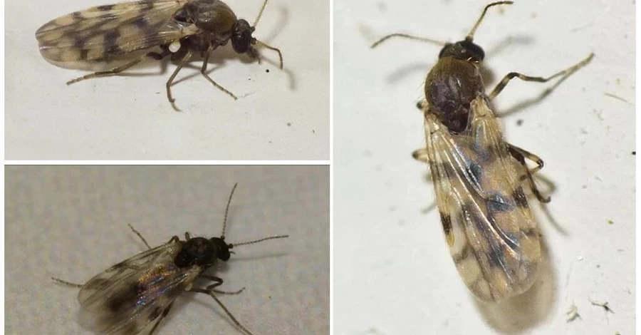 Украину атакуют мокрецы: что это за насекомые и как от них уберечься 