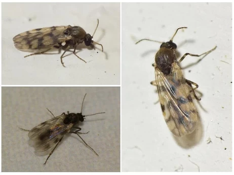 Украину атакуют мокрецы: что это за насекомые и как от них уберечься 