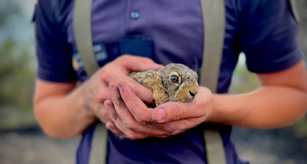 Одесские пожарные показали зайчонка, спасенного из огня
