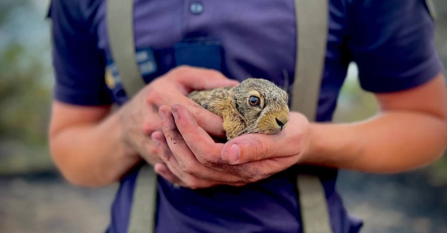 Одеські вогнеборці показали врятоване з пожежі зайченя