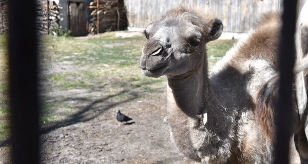 В Луцком зоопарке показали маленького верблюда, родившегося несколько месяцев назад