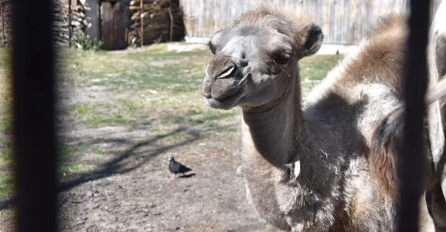 В Луцком зоопарке показали маленького верблюда, родившегося несколько месяцев назад
