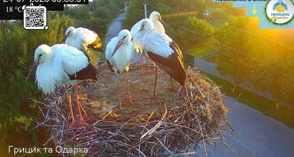 Звездная пара аистов Грицик и Одарка снова остались вдвоем - птенцы разлетелись