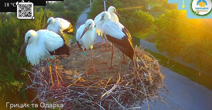 Зіркова пара лелек Грицик та Одарка знову залишилися вдвох - пташенята розлетілись