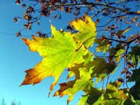 Киевлянам запрещено жечь сухие листья 