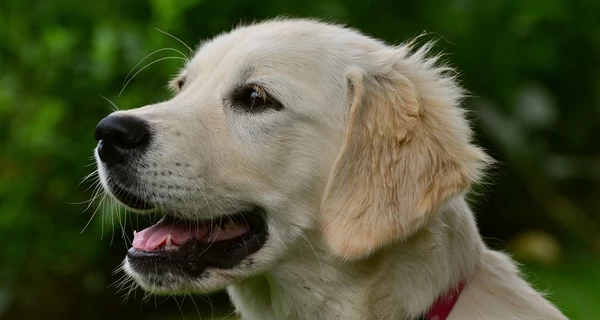 Большинство киевлян поддержали идею перевозки собак в метро, - опрос 