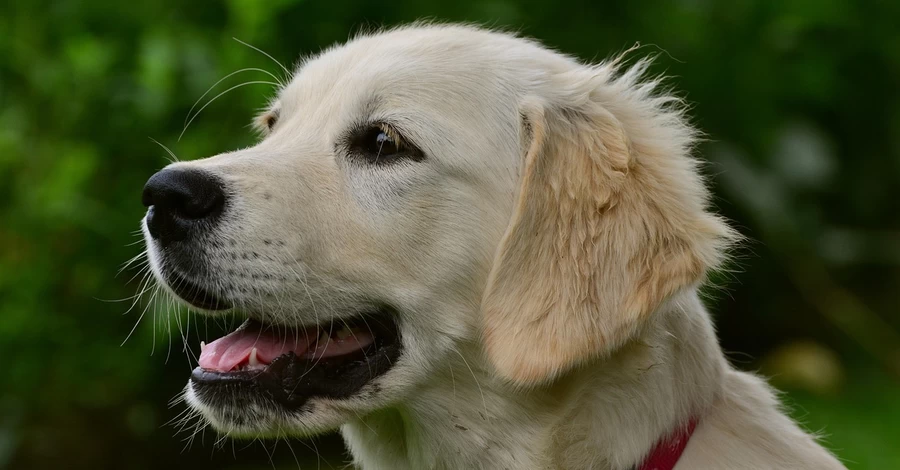Більшість киян підримали ідею перевезення собак у метро, - опитування 