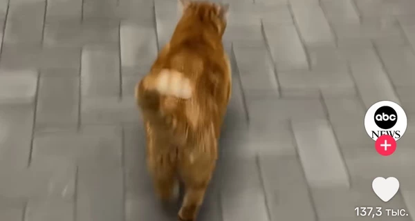 Хозяйка одесской кошки, которая сама бежит домой с укрытия, заработала на вирусном видео