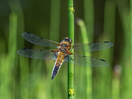 30 липня - яке сьогодні свято,  все про цей день, що не можна робити
