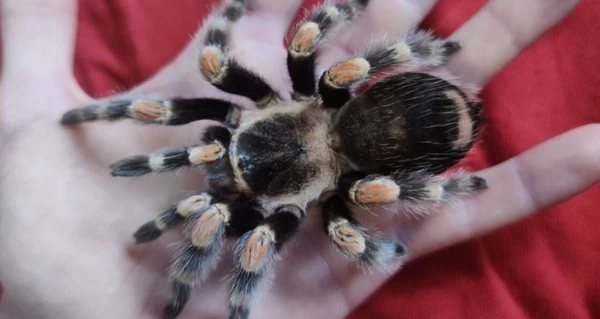 В Киеве на мусорнике нашли здоровенного паука-птицееда