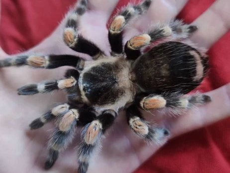 У Києві на смітнику знайшли здоровенного павука-птахоїда