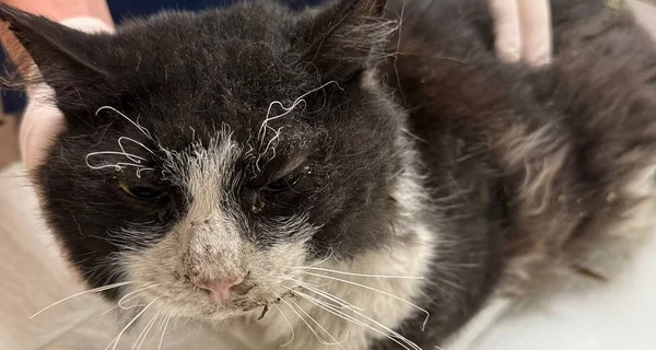 Из-под развалин дома в Киеве вытащили двух котов - один тяжело травмирован