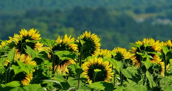3 августа – какой сегодня праздник, что нельзя делать, что нужно знать об этом дне