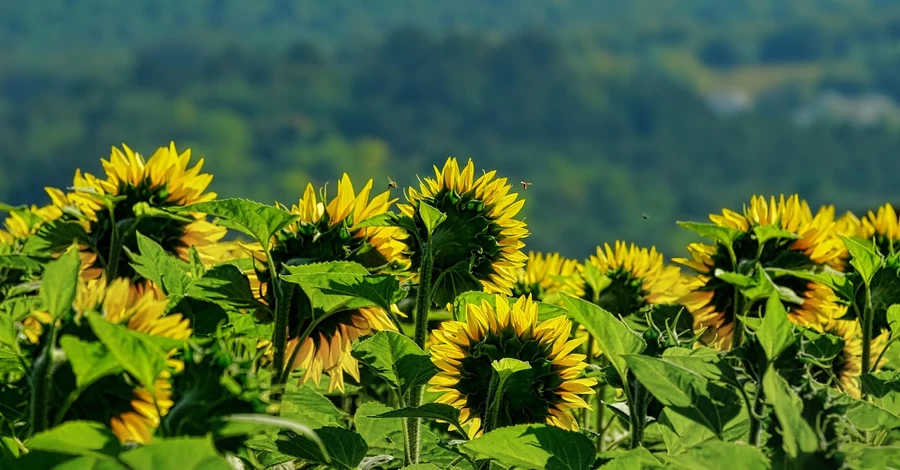 3 серпня - яке сьогодні свято, що не можна робити, що треба знати про цей день