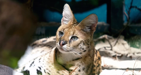 В Киевском зоопарке построили дом для экзотических кошек, эвакуированных с Донбасса