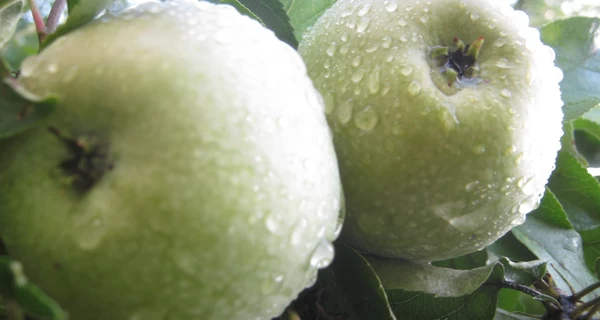 «Это не сорт — это аромат детства!». Как 