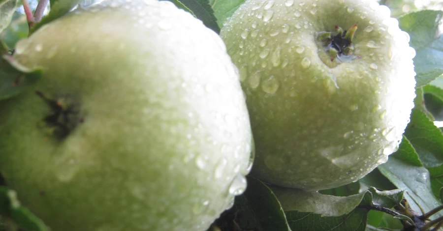 «Это не сорт — это аромат детства!». Как 