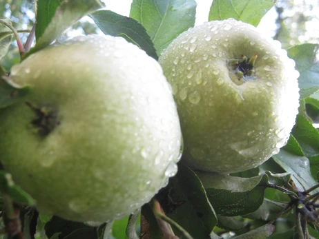 «Это не сорт — это аромат детства!». Как 