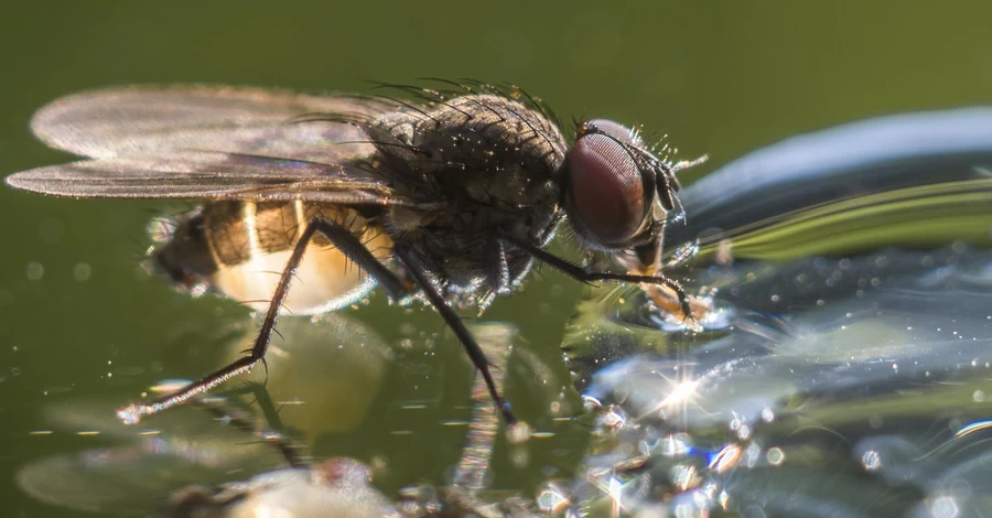 У середу спека в Україні посилиться - прогнозують до +37 градусів