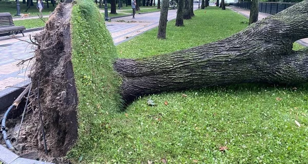 Штормове попередження: чому дерева в містах України падають дедалі частіше