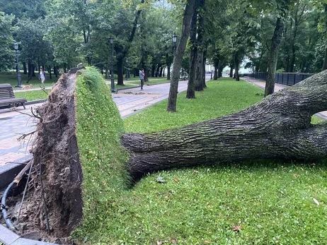 Штормове попередження: чому дерева в містах України падають дедалі частіше