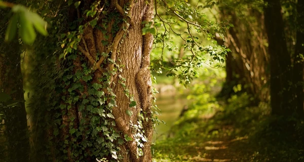 7 августа - приняли 