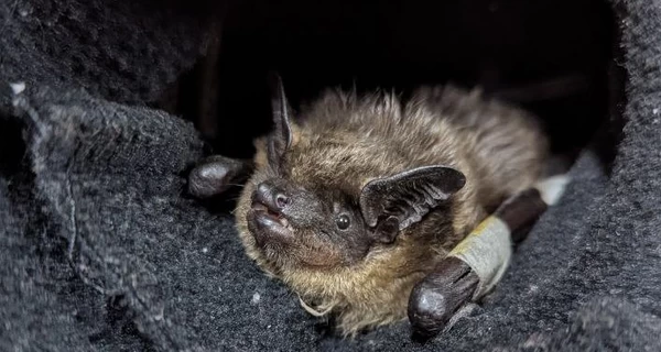 В Сумах летучие мыши начали нападать на людей - биологи заявили, что виноваты пострадавшие