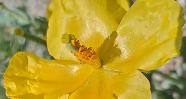 В нацпарке в Одесской области зацвело редкое краснокнижное растение