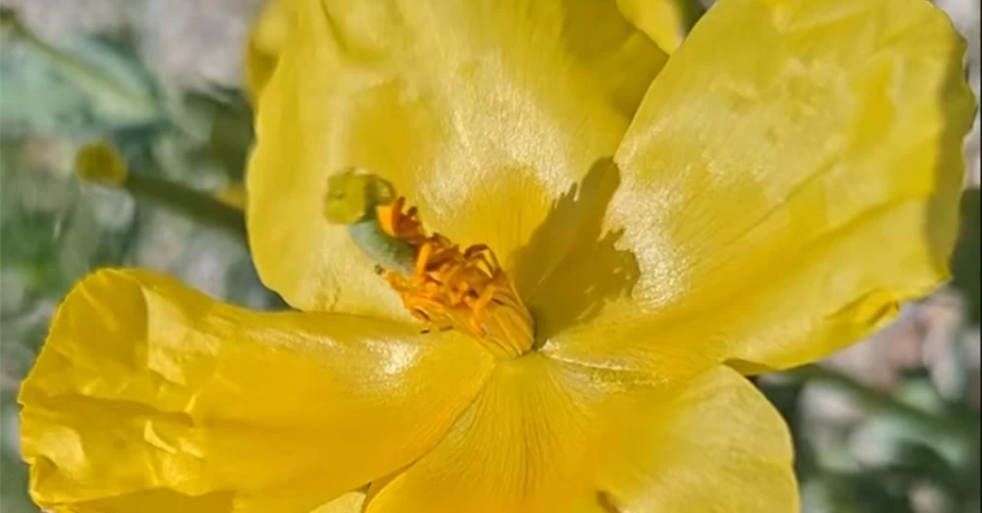 У Нацпарку на Одещині зацвіла рідкісна червонокнижна рослина