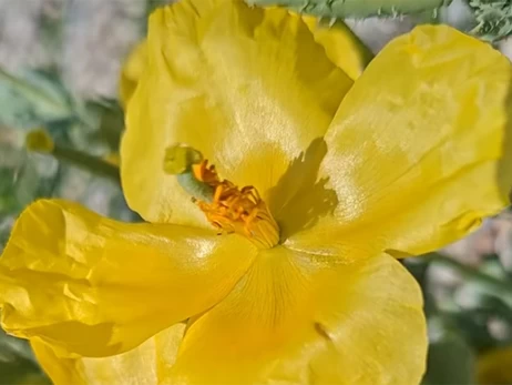 В нацпарке в Одесской области зацвело редкое краснокнижное растение