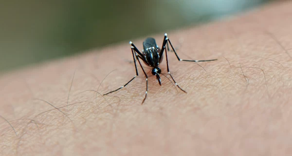 Укус комара та тисячі заражених: вірус чикунгунья атакує Китай та загрожує світу 