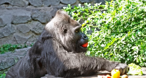 Горилле Тони исполняется 51 год – киевлян приглашают в зоопарк на именинный пикник