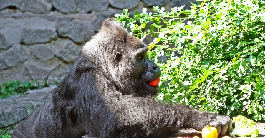 Горилле Тони исполняется 51 год – киевлян приглашают в зоопарк на именинный пикник