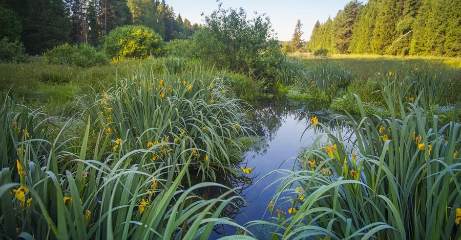 8 августа - Россия напала на Грузию, какой сегодня церковный праздник, что нельзя делать
