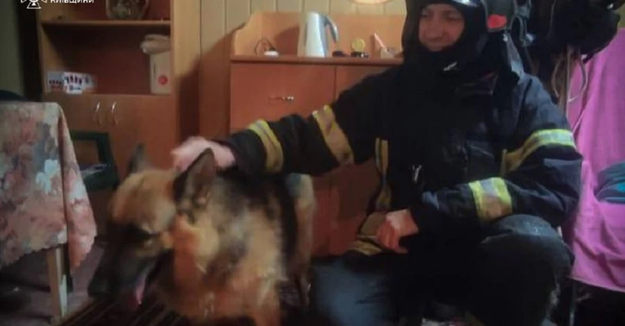 В Киевской области овчарка испугалась взрывов и упала в полутораметровую яму