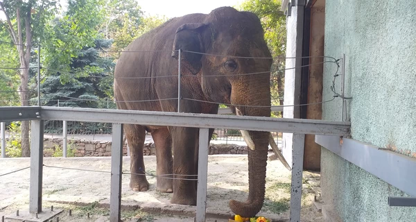 В Николаевском зоопарке слон Динкар отпраздновал 15-летие