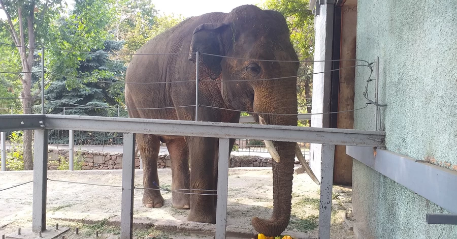 В Николаевском зоопарке слон Динкар отпраздновал 15-летие