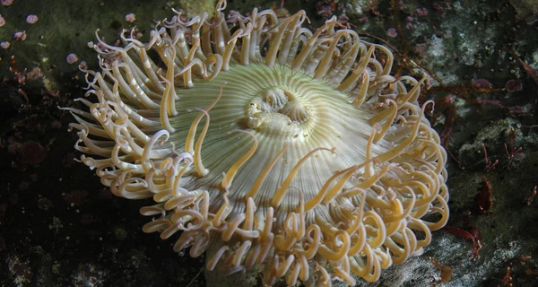 В нацпарке в Одесской области живут уникальные морские розы: ученый показал видео