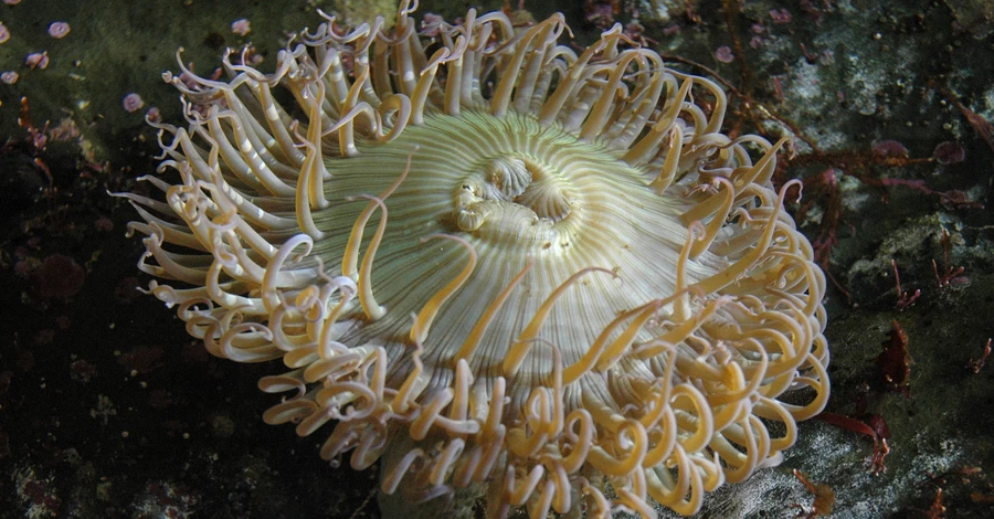 В нацпарке в Одесской области живут уникальные морские розы: ученый показал видео