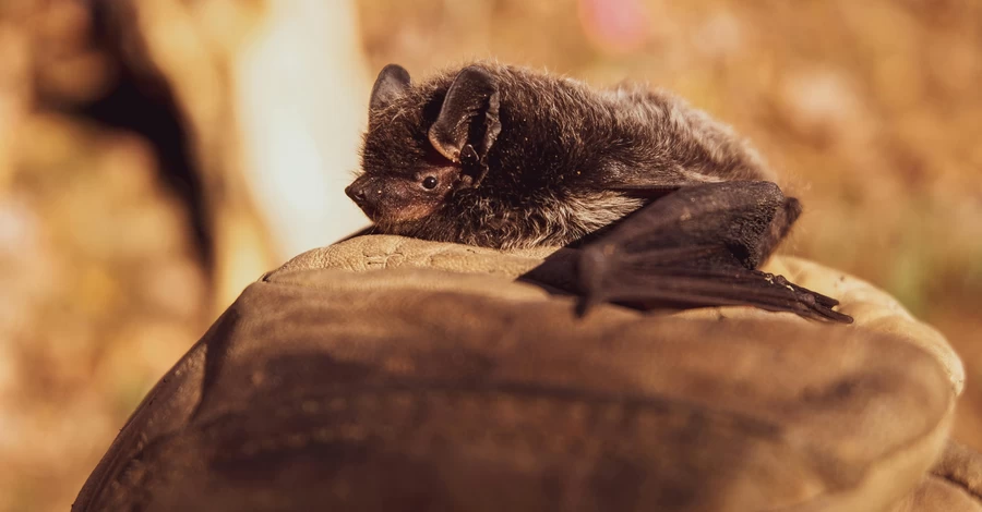 Кажан цапнув за руку: чому рукокрилі іноді кусають людей і що робити, якщо це сталося