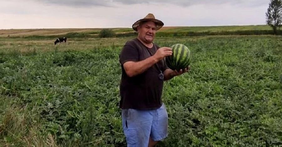 Немає херсонських кавунів – є херсонська технологія вирощування: як херсонські фермери розпочали нове життя на Львівщині