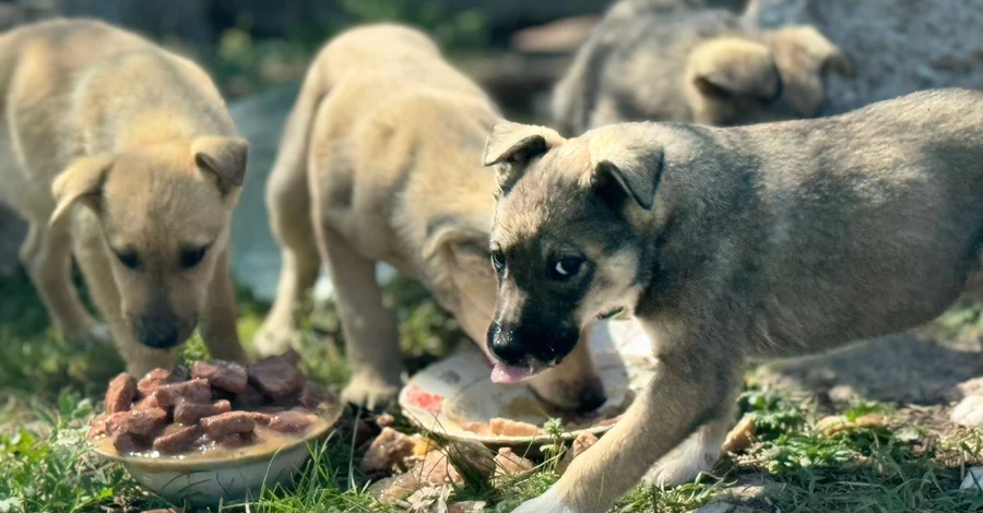 Хозяйка приюта для животных с линии фронта: Собаки сами запрыгивали в нашу машину