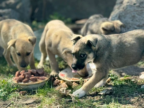 Хозяйка приюта для животных с линии фронта: Собаки сами запрыгивали в нашу машину