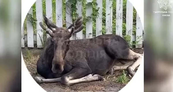 Полицейские спасли обессиленного лося, который заблудился в спальном районе Киева 
